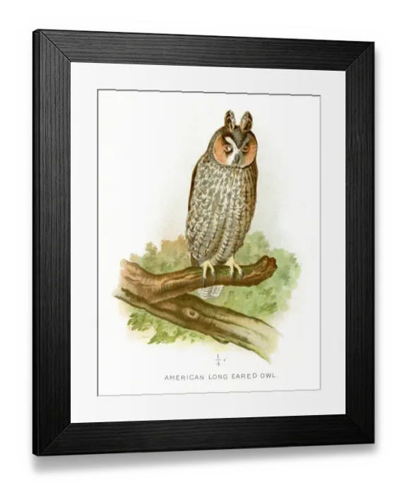 Framed Print : American long eared owl lithograph 1897