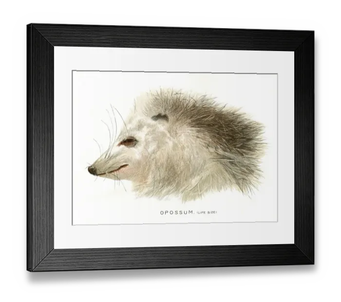Framed Print : Dead opossum head lithograph 1897 Framed Print : Dead opossum head lithograph 1897