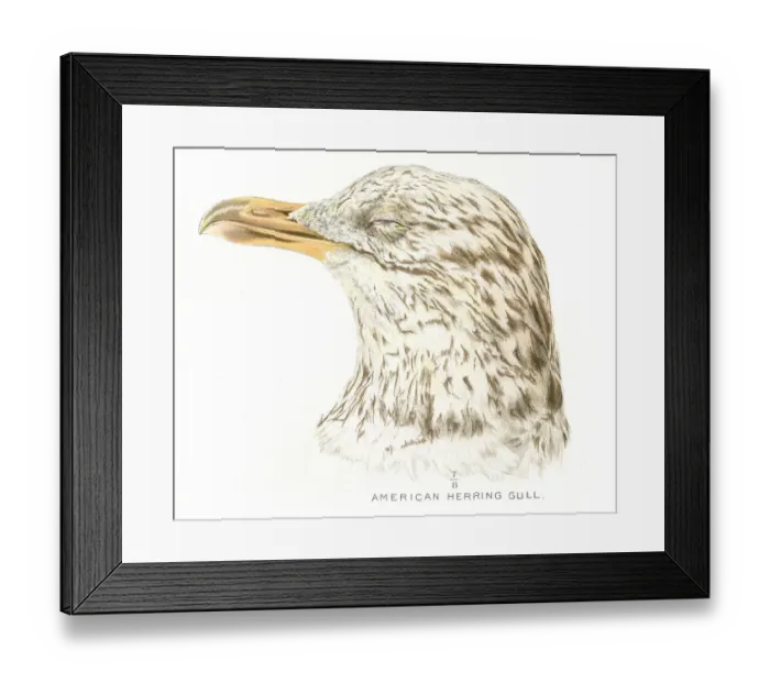 Framed Print : American herring gull lithograph 1897 Framed Print : American herring gull lithograph 1897