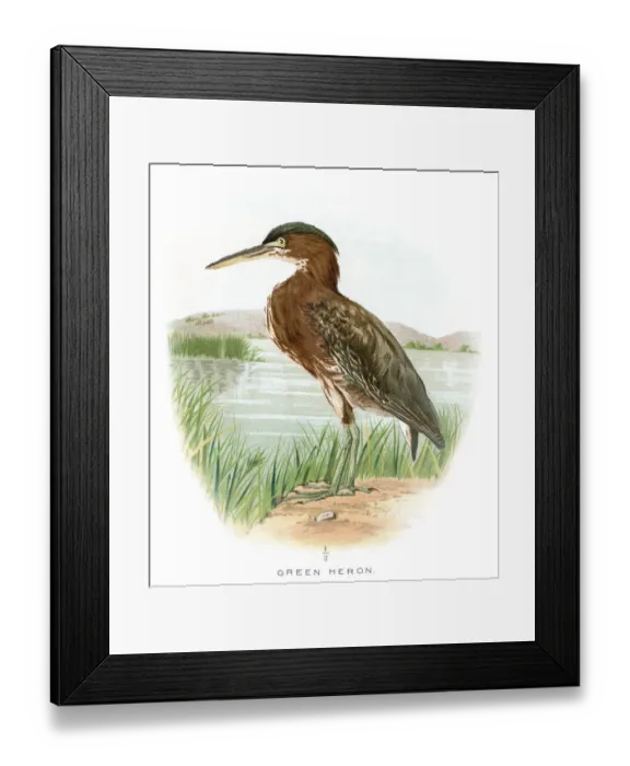 Framed Print : Green heron lithograph 1897 Framed Print : Green heron lithograph 1897