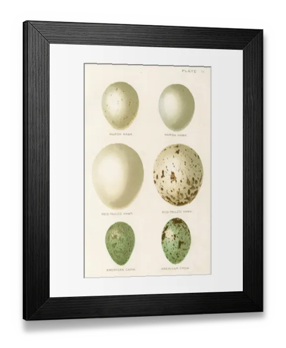 Framed Print : Birds eggs lithograph 1897 Framed Print : Birds eggs lithograph 1897