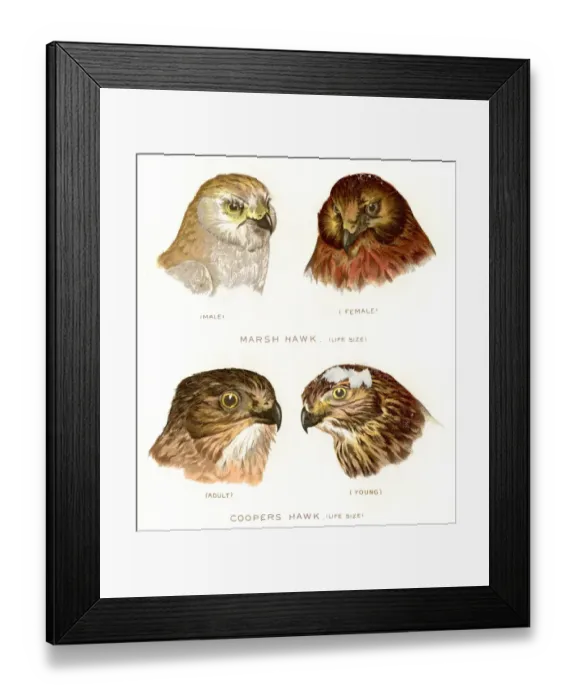 Framed Print : marsh and Cooper hawk birds lithograph 1897 Framed Print : marsh and Cooper hawk birds lithograph 1897