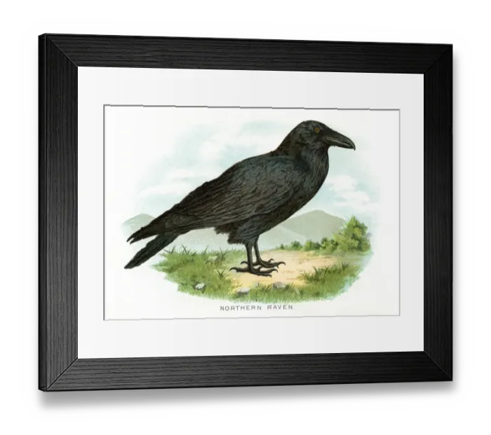 Framed Print : Northern raven bird lithograph 1897 Framed Print : Northern raven bird lithograph 1897