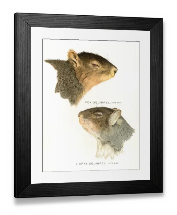 Framed Print : Squirrel head lithograph 1897 Framed Print : Squirrel head lithograph 1897