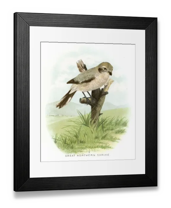 Framed Print : Great northern shrike lithograph 1897 Framed Print : Great northern shrike lithograph 1897