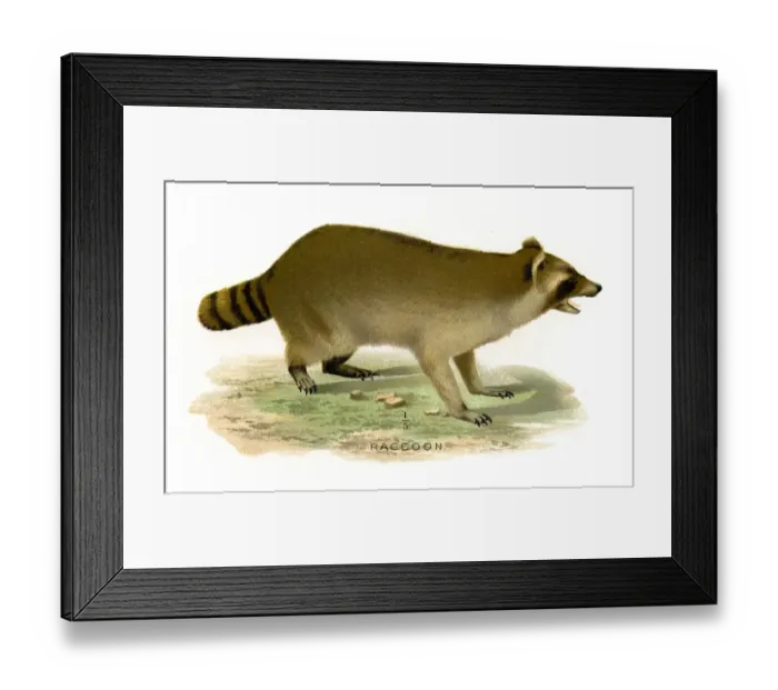 Framed Print : Racoon lithograph 1897 Framed Print : Racoon lithograph 1897