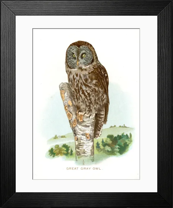 Framed Print : Great grey owl lithograph 1897 Framed Print : Great grey owl lithograph 1897