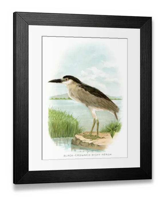 Framed Print : Black crowned night heron lithograph 1897 Framed Print : Black crowned night heron lithograph 1897
