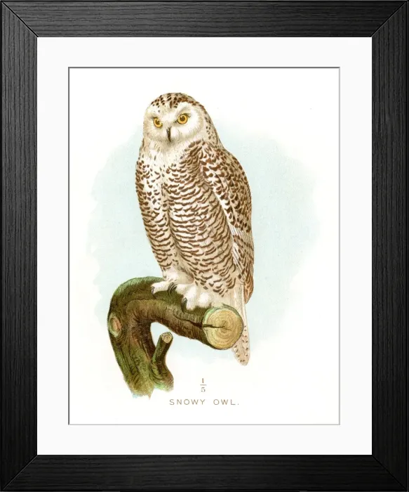 Framed Print : Snowy owl lithograph 1897