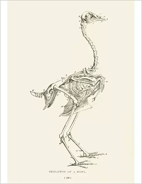 Skeleton of a fowl lithograph 1897