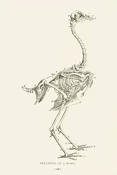 Skeleton of a fowl lithograph 1897