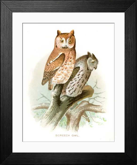 Framed Print : Screech owl lithograph 1897 Framed Print : Screech owl lithograph 1897