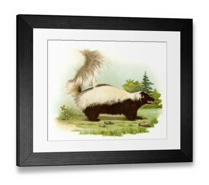 Framed Print : Skunk lithograph 1897 Framed Print : Skunk lithograph 1897