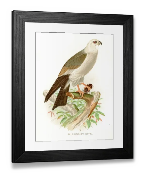 Framed Print : Mississipi kite lithograph 1897 Framed Print : Mississipi kite lithograph 1897