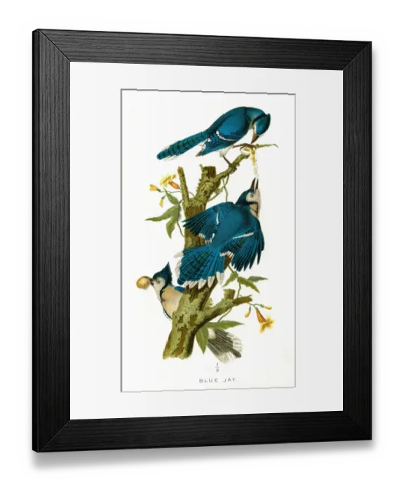 Framed Print : Blue Jay bird lithograph 1897 Framed Print : Blue Jay bird lithograph 1897