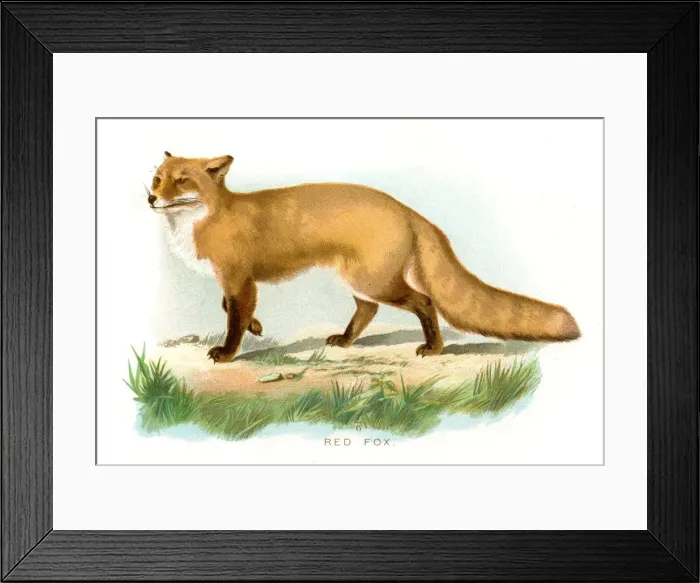 Framed Print : Red fox lithograph 1897 Framed Print : Red fox lithograph 1897