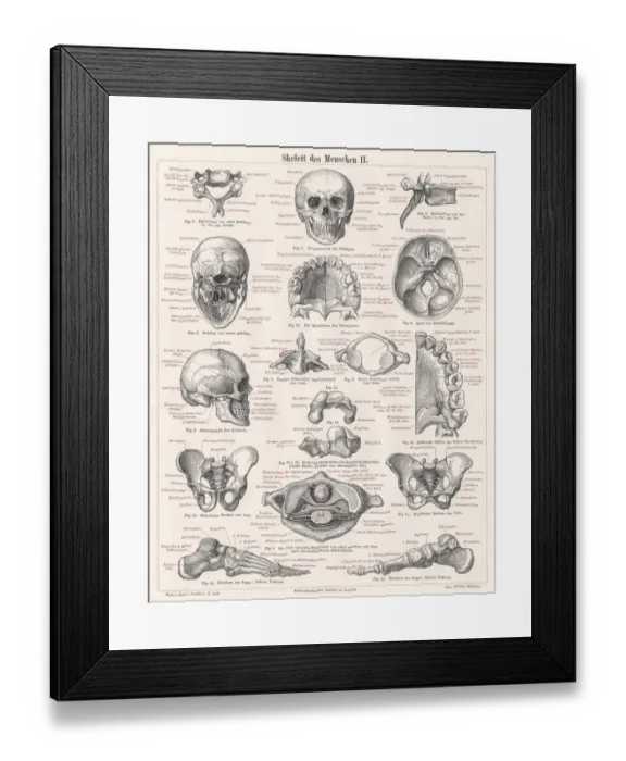 Framed Print : Skeleton of men engraving 1895 Framed Print : Skeleton of men engraving 1895