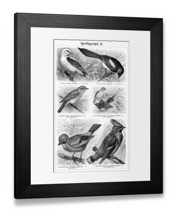 Framed Print : Birds engraving 1895 Framed Print : Birds engraving 1895