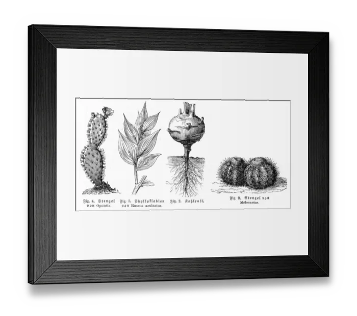 Framed Print : Cactus kohlrabi engraving 1895 Framed Print : Cactus kohlrabi engraving 1895
