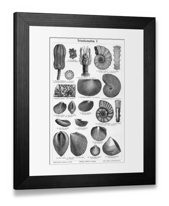 Framed Print : Triassic Formation engraving 1895 Framed Print : Triassic Formation engraving 1895