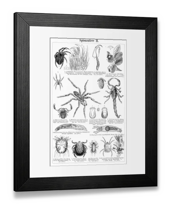 Framed Print : Insects engraving 1895