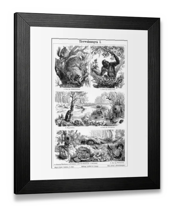 Framed Print : Animal nest and homes engraving 1895