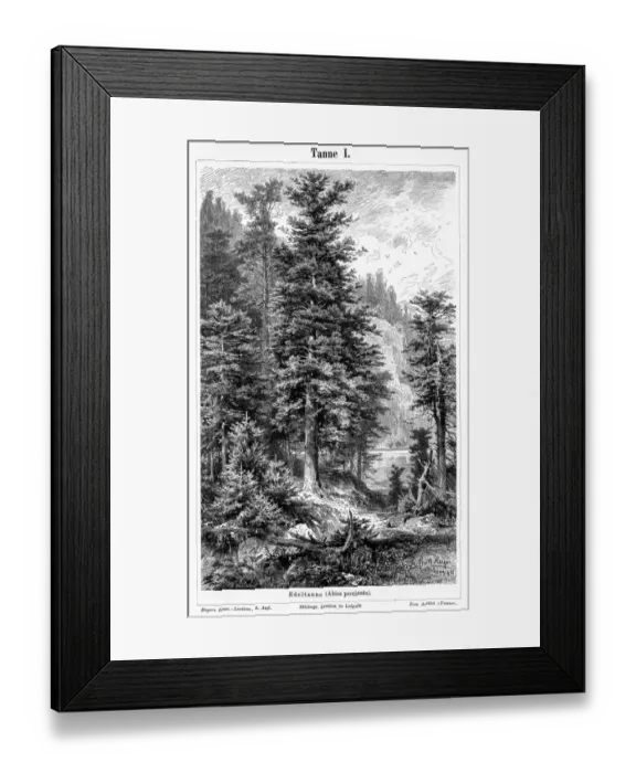 Framed Print : Fir tree engraving 1895 Framed Print : Fir tree engraving 1895