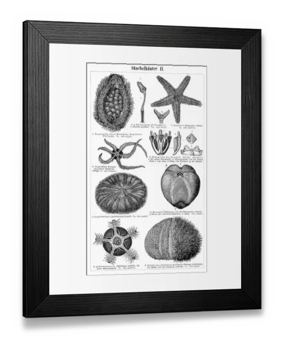 Framed Print : Echinoderm marine animals engraving 1895