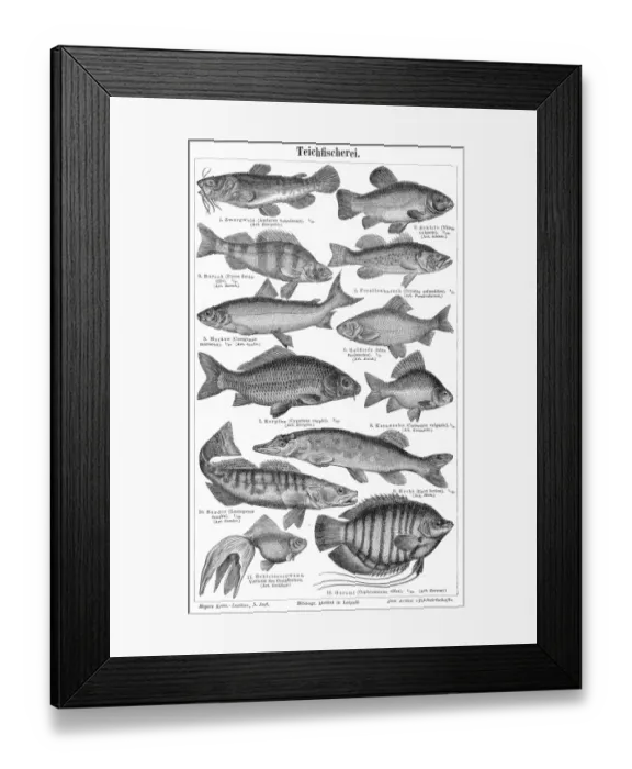 Framed Print : Pond fishing engraving 1895