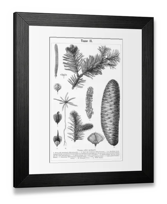 Framed Print : Fir tree engraving 1895 Framed Print : Fir tree engraving 1895