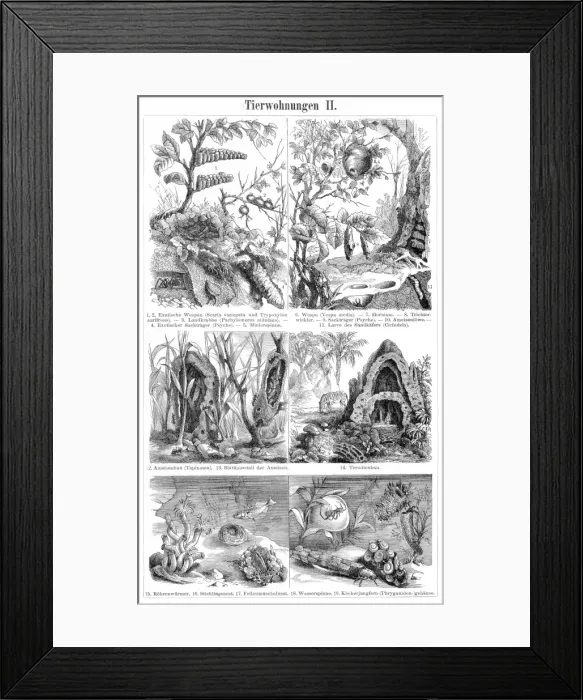 Framed Print : Animal nest and homes engraving 1895 Framed Print : Animal nest and homes engraving 1895