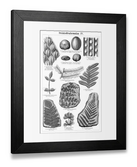 Framed Print : Stucco formation engraving 1895