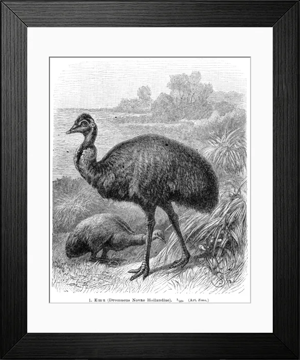 Framed Print : Emu bird engraving 1895 Framed Print : Emu bird engraving 1895