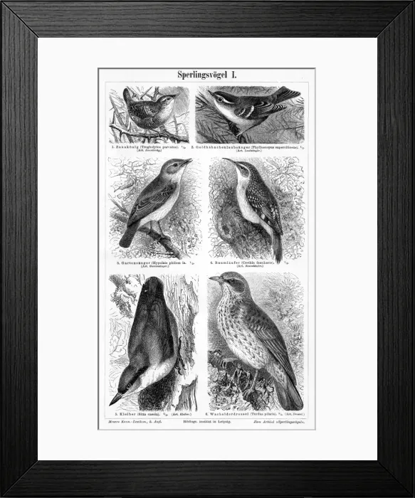 Framed Print : Birds engraving 1895 Framed Print : Birds engraving 1895
