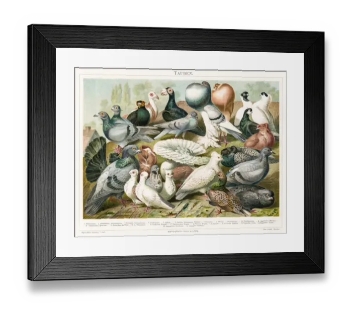 Framed Print : Doves chromolitograph 1895 Framed Print : Doves chromolitograph 1895
