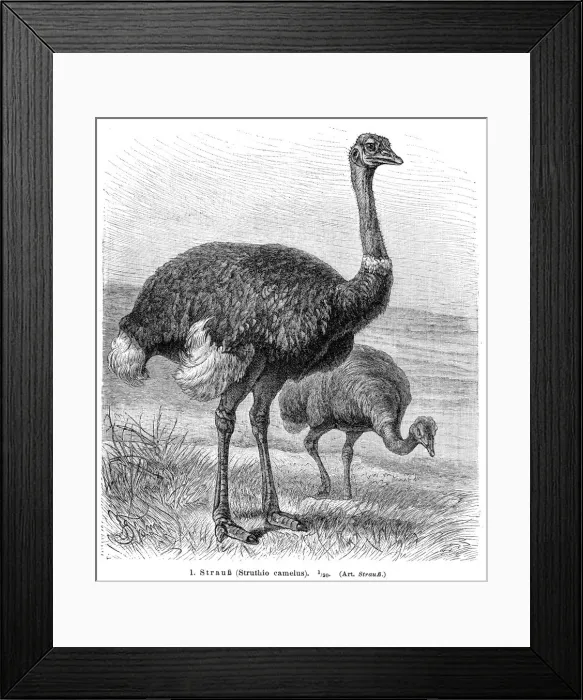 Framed Print : Ostrich bird engraving 1895 Framed Print : Ostrich bird engraving 1895