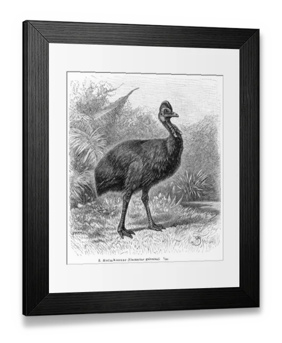 Framed Print : Cassowary bird engraving 1895 Framed Print : Cassowary bird engraving 1895