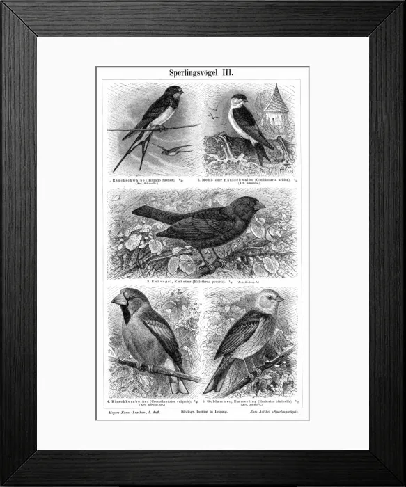 Framed Print : Birds engraving 1895 Framed Print : Birds engraving 1895