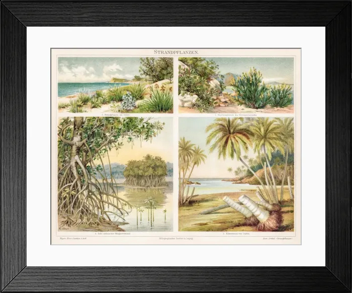 Framed Print : Beach plants chromolithograph 1895 Framed Print : Beach plants chromolithograph 1895