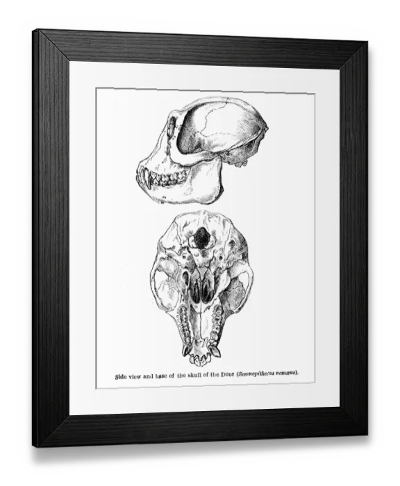 Framed Print : Douc monkey engraving 1878 Framed Print : Douc monkey engraving 1878