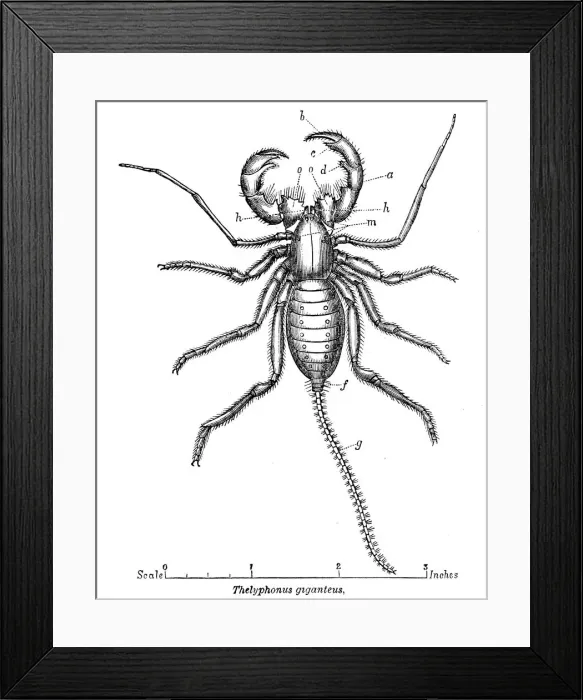Framed Print : Whip scorpion engraving 1878 Framed Print : Whip scorpion engraving 1878