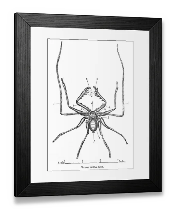Framed Print : Spider engraving 1878 Framed Print : Spider engraving 1878