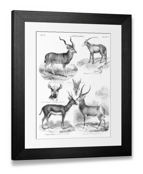Framed Print : Antelopes engraving 1878 Framed Print : Antelopes engraving 1878