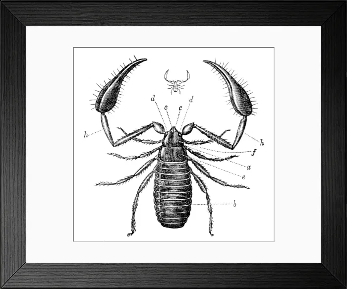 Framed Print : Scorpion engraving 1878 Framed Print : Scorpion engraving 1878