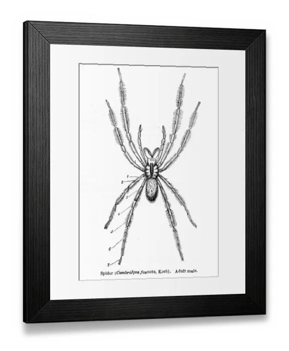 Framed Print : Cambridgea spider engraving 1878 Framed Print : Cambridgea spider engraving 1878