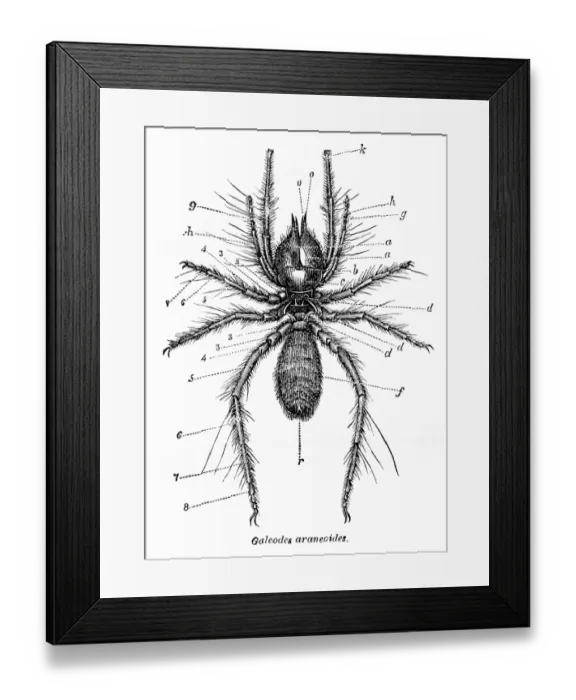 Framed Print : Galeodes spider engraving 1878 Framed Print : Galeodes spider engraving 1878