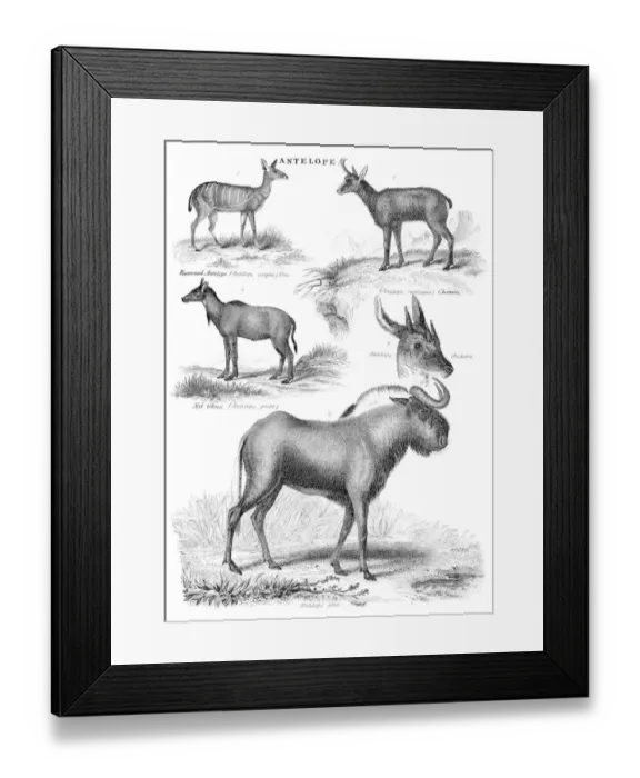 Framed Print : Antelopes engraving 1878 Framed Print : Antelopes engraving 1878