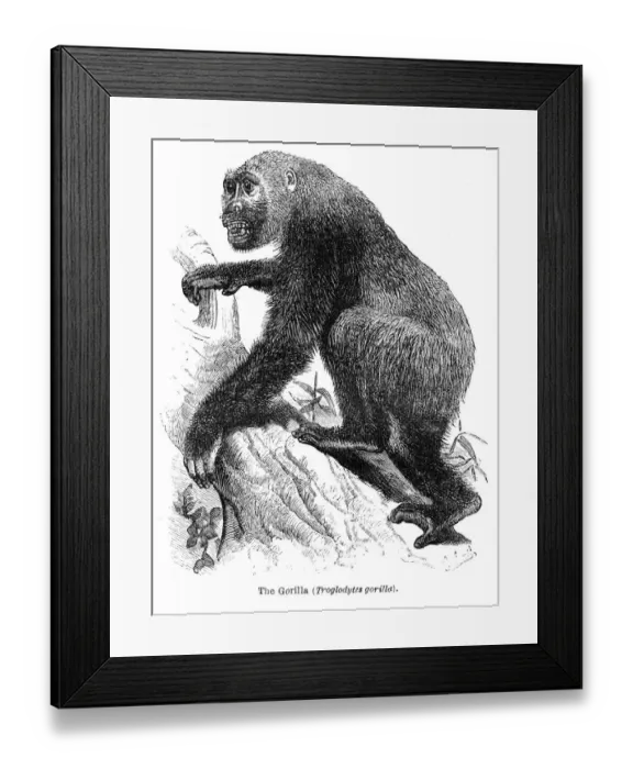 Framed Print : Gorilla engraving 1878 Framed Print : Gorilla engraving 1878