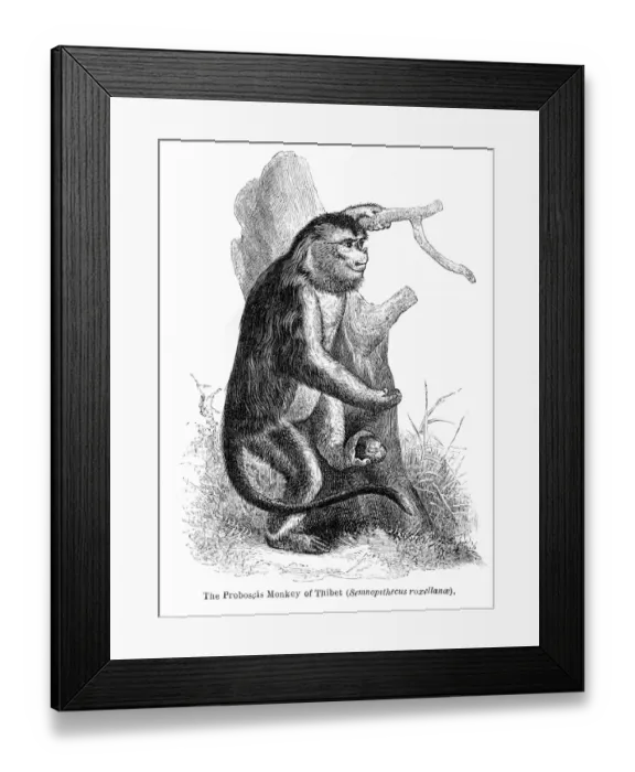 Framed Print : Proboscis monkey engraving 1878 Framed Print : Proboscis monkey engraving 1878