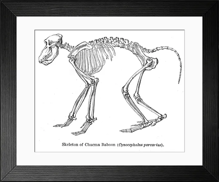 Framed Print : Baboon monkey engraving 1878